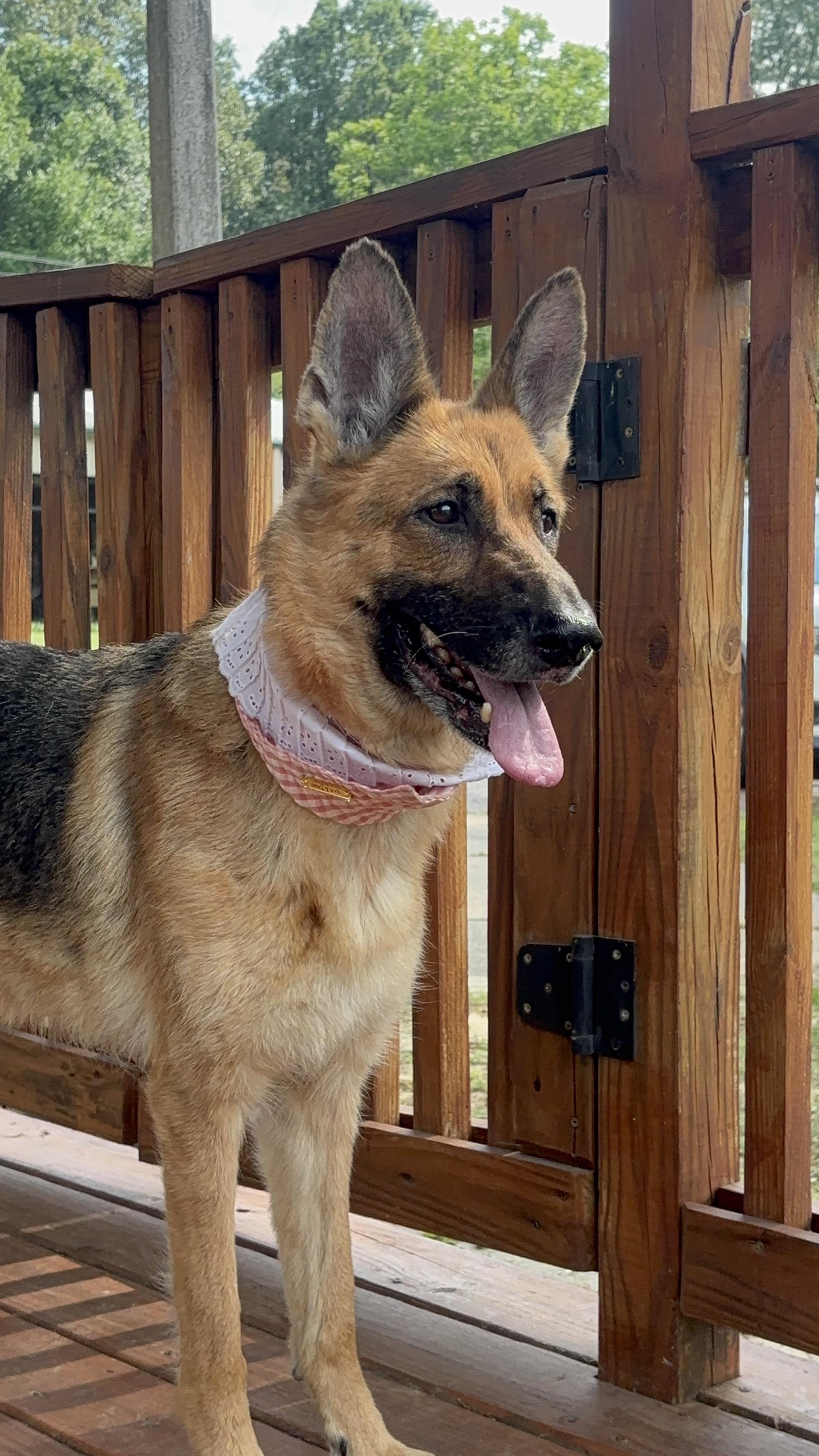 Hilda, a Adoptable German Shepherd Dog in Collierville, TN image 1/5