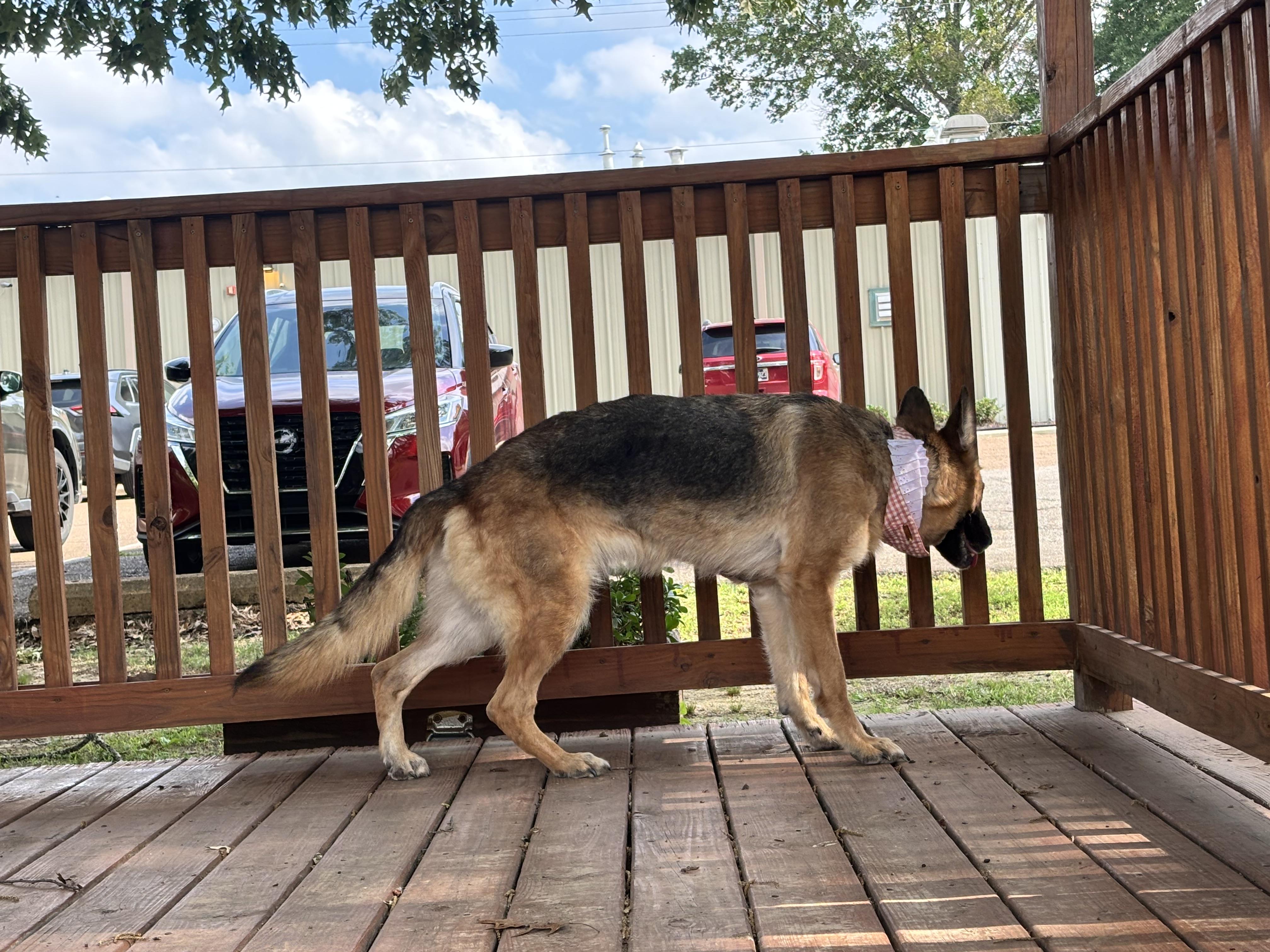 Hilda, a Adoptable German Shepherd Dog in Collierville, TN image 5/5