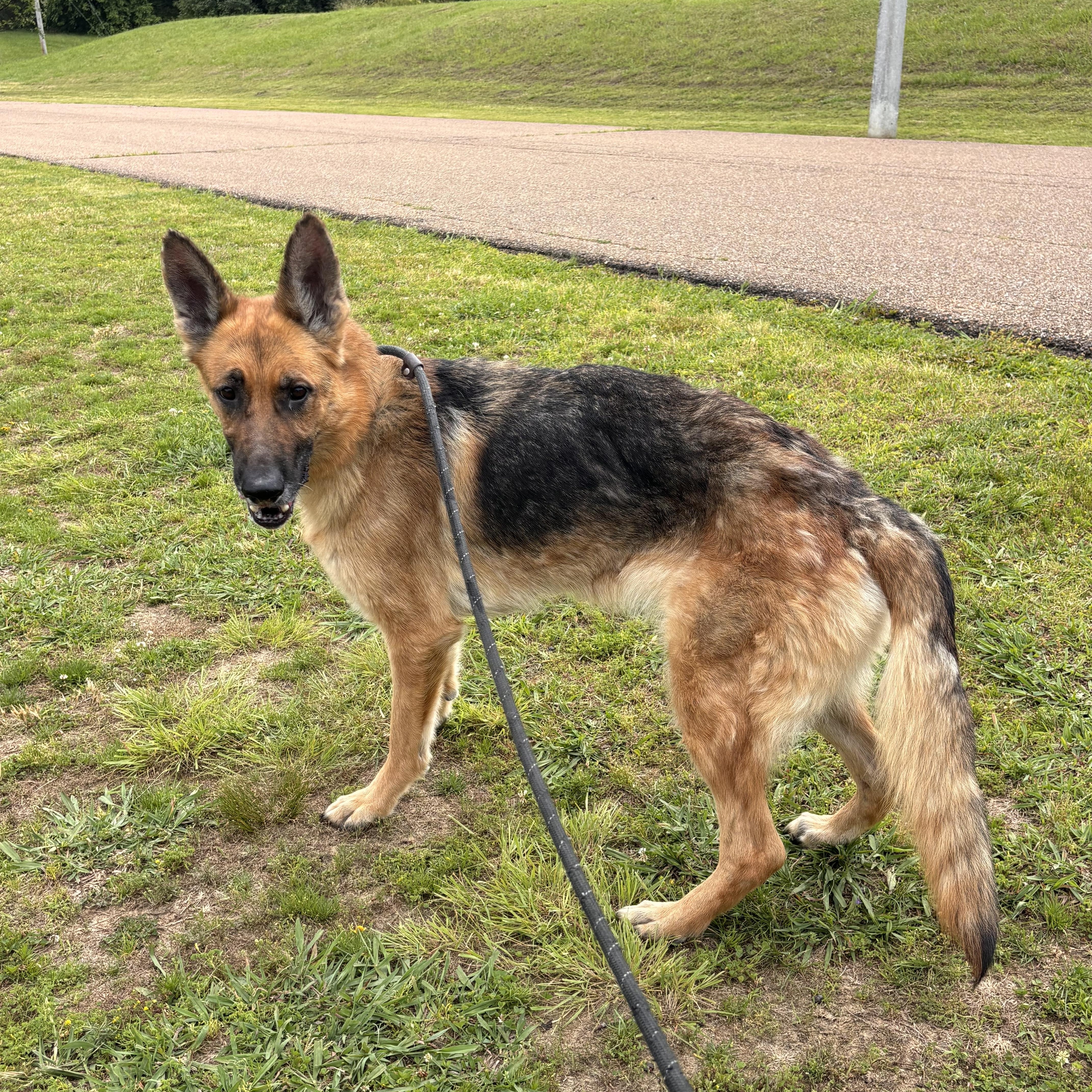 Hilda, a Adoptable German Shepherd Dog in Collierville, TN image 3/5