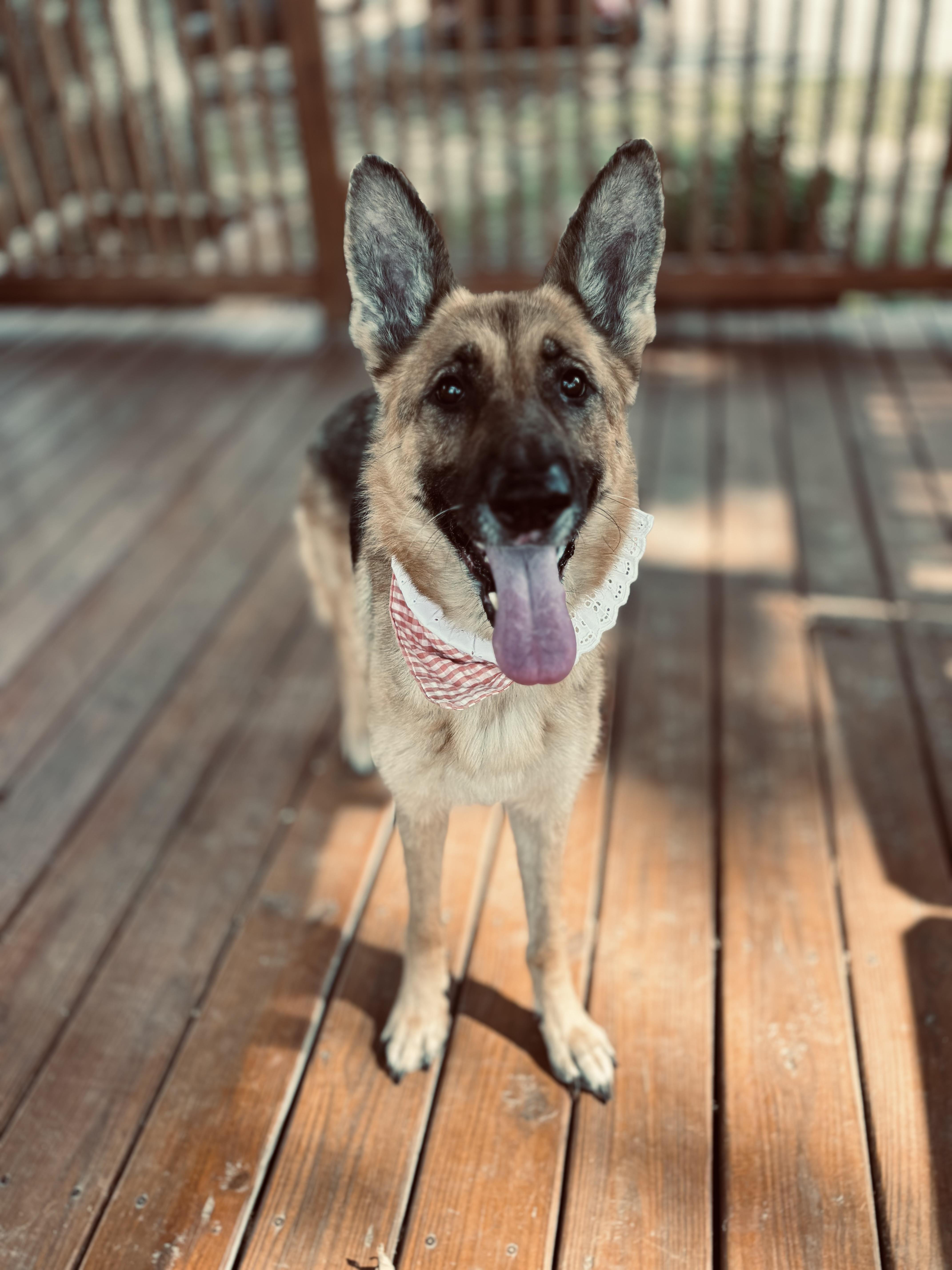 Hilda, a Adoptable German Shepherd Dog in Collierville, TN image 2/5