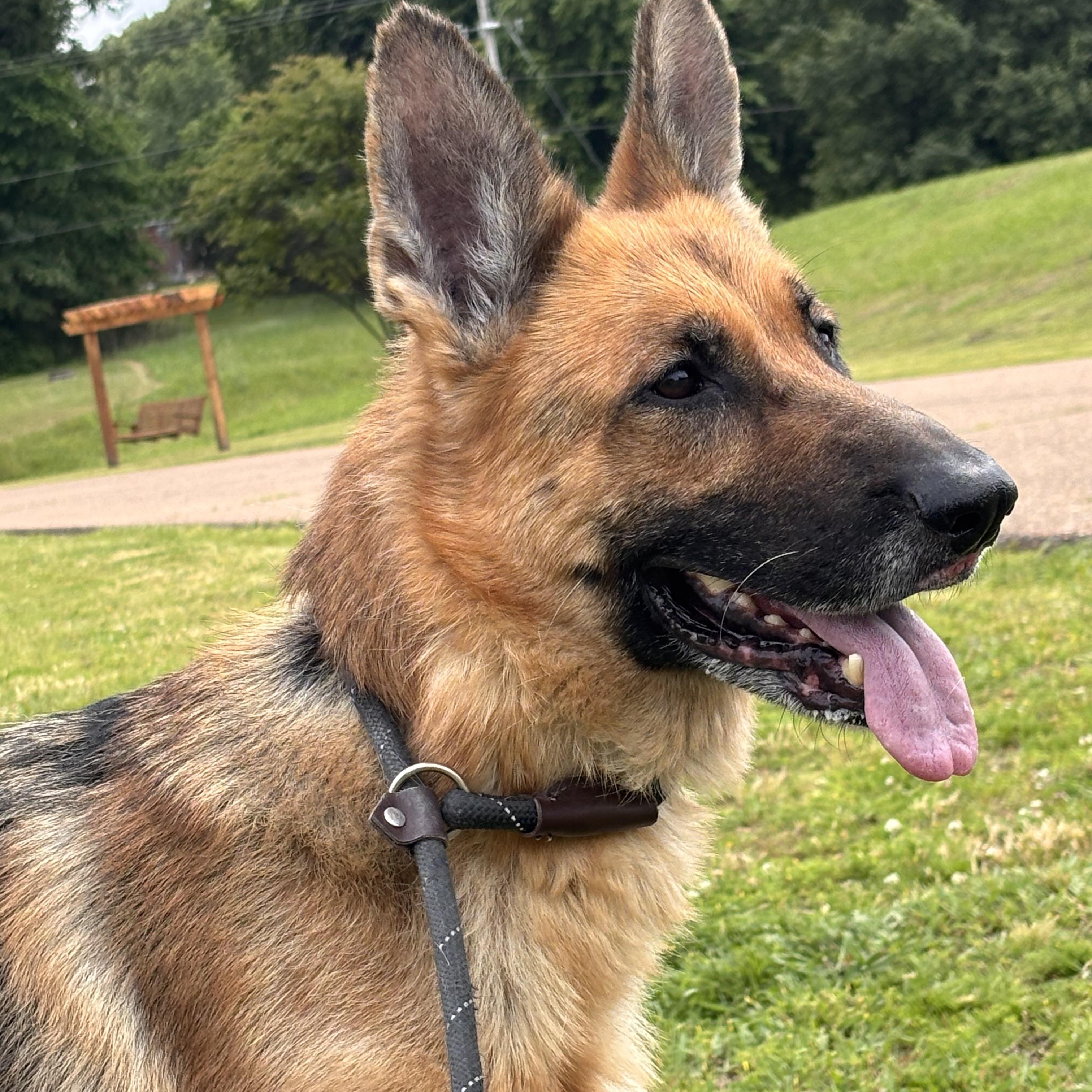 Hilda, a Adoptable German Shepherd Dog in Collierville, TN image 4/5