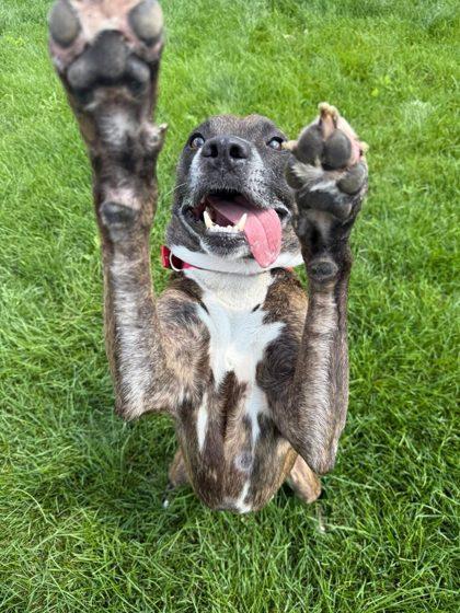 Daryl, Adoptable, Adult Male Mixed Breed & Mixed Breed.