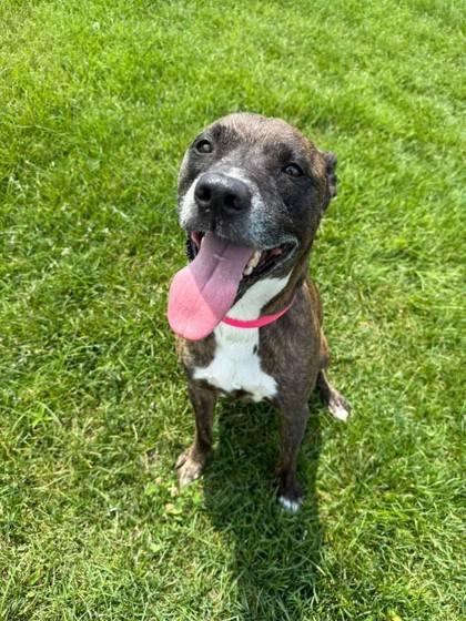 Enlarge Daryl, a Adoptable Mixed Breed in Munster, IN image 2/3
