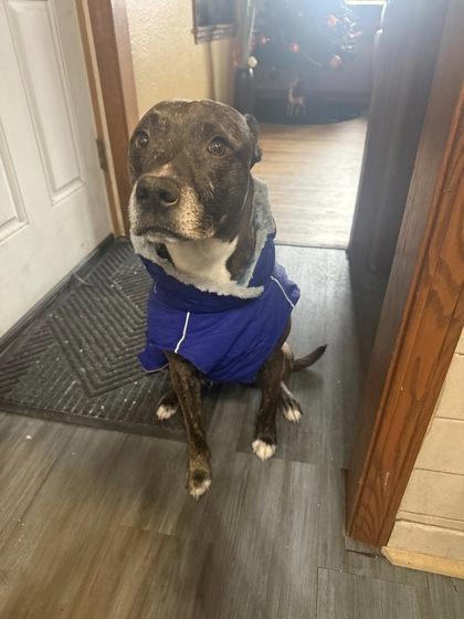 Enlarge Daryl, a Adoptable Mixed Breed in Munster, IN image 2/3
