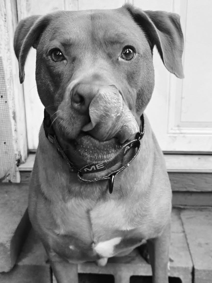 Lincoln, an adoptable Pit Bull Terrier, Vizsla in Roanoke, AL, 36274 | Photo Image 1