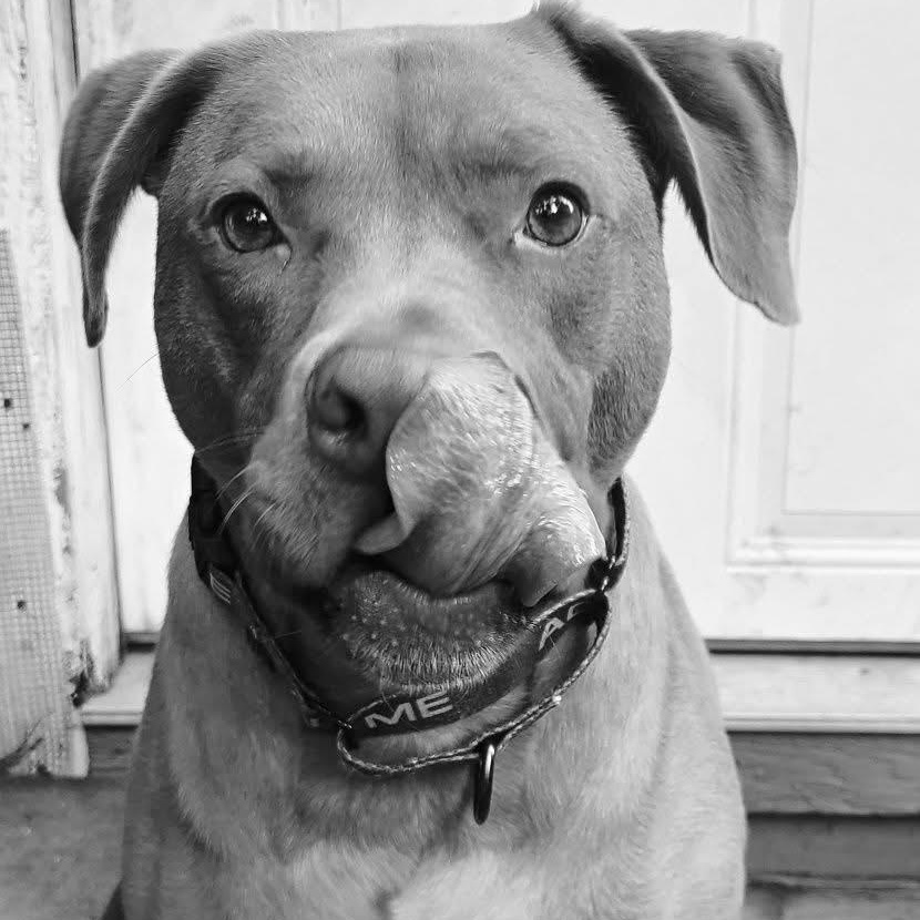 Enlarge Lincoln, a Adoptable mixed breed in Roanoke, AL image 1/6