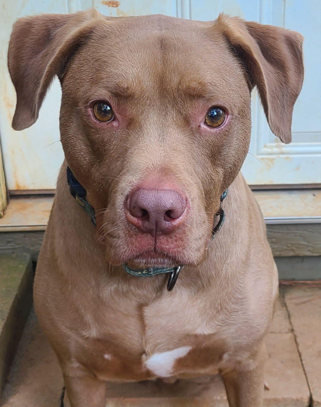 Lincoln, an adoptable Pit Bull Terrier, Vizsla in Roanoke, AL, 36274 | Photo Image 4