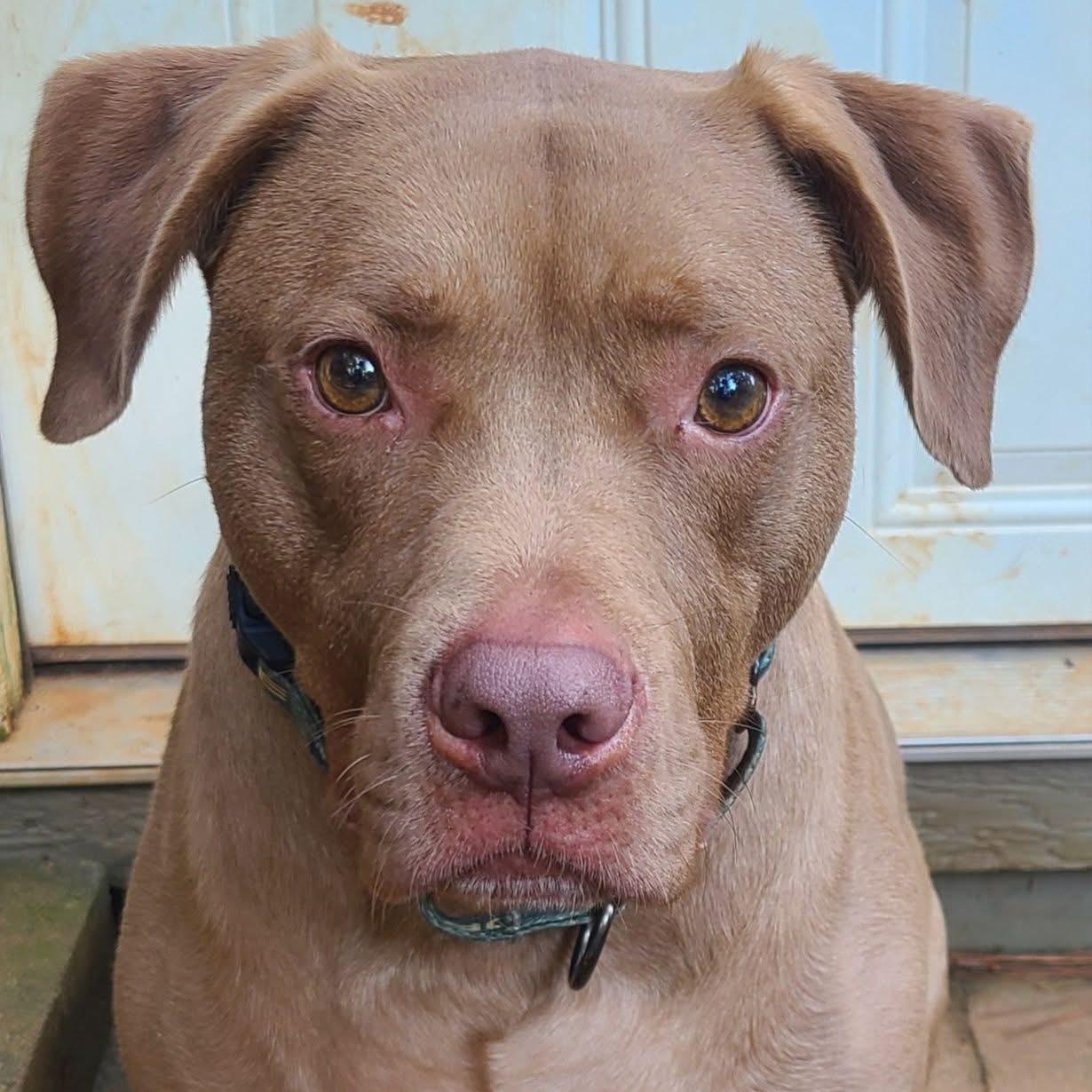 Enlarge Lincoln, a Adoptable mixed breed in Roanoke, AL image 2/6