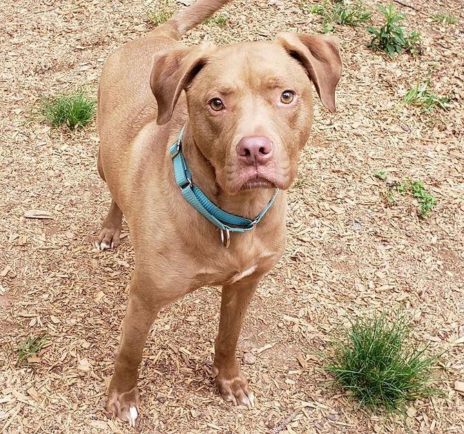 Enlarge Lincoln, a Adoptable mixed breed in Roanoke, AL image 1/1