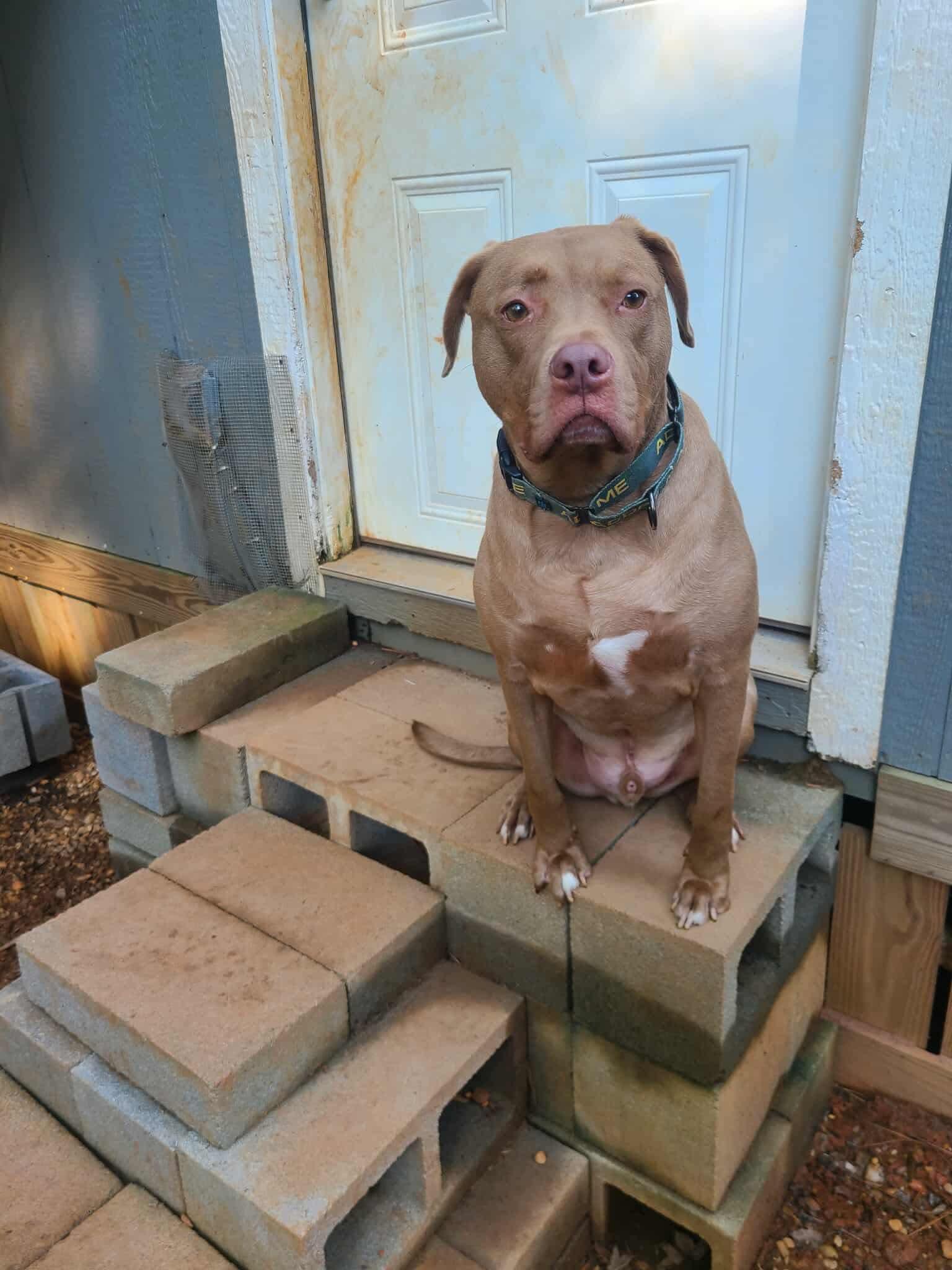 Lincoln, a Adoptable mixed breed in Roanoke, AL image 2/5