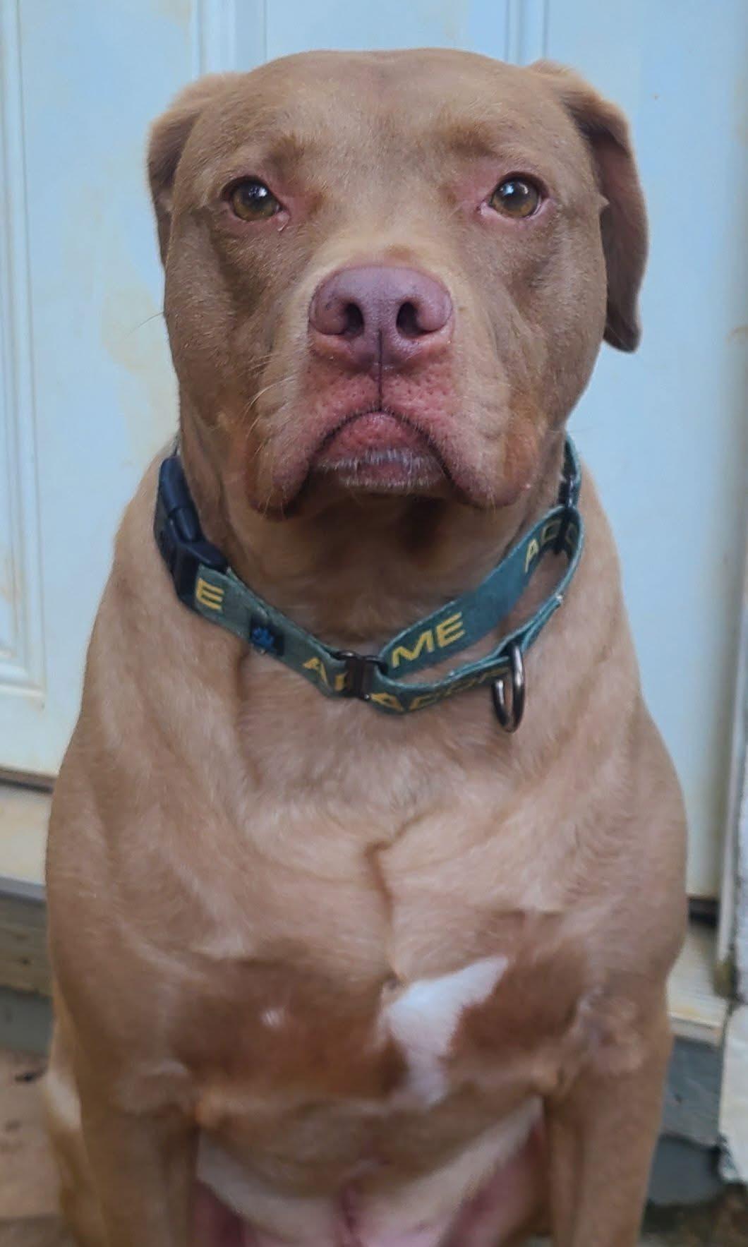 Lincoln, an adoptable Pit Bull Terrier, Vizsla in Roanoke, AL, 36274 | Photo Image 3