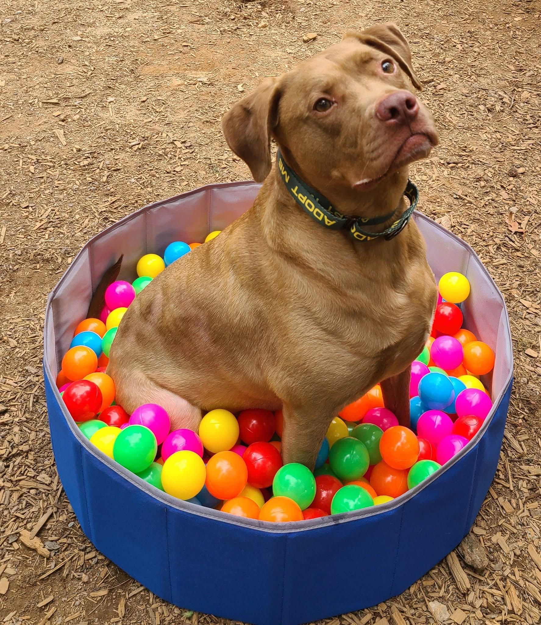 Lincoln, an adoptable Pit Bull Terrier, Vizsla in Roanoke, AL, 36274 | Photo Image 5