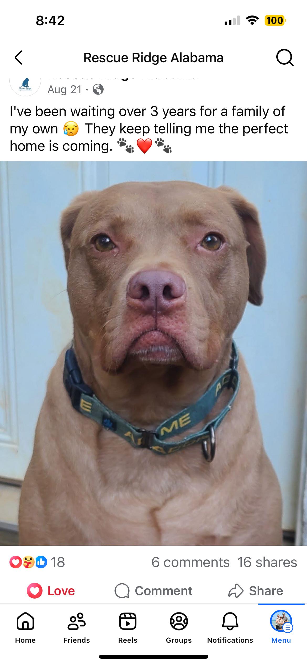 Lincoln, an adoptable Pit Bull Terrier, Vizsla in Roanoke, AL, 36274 | Photo Image 6
