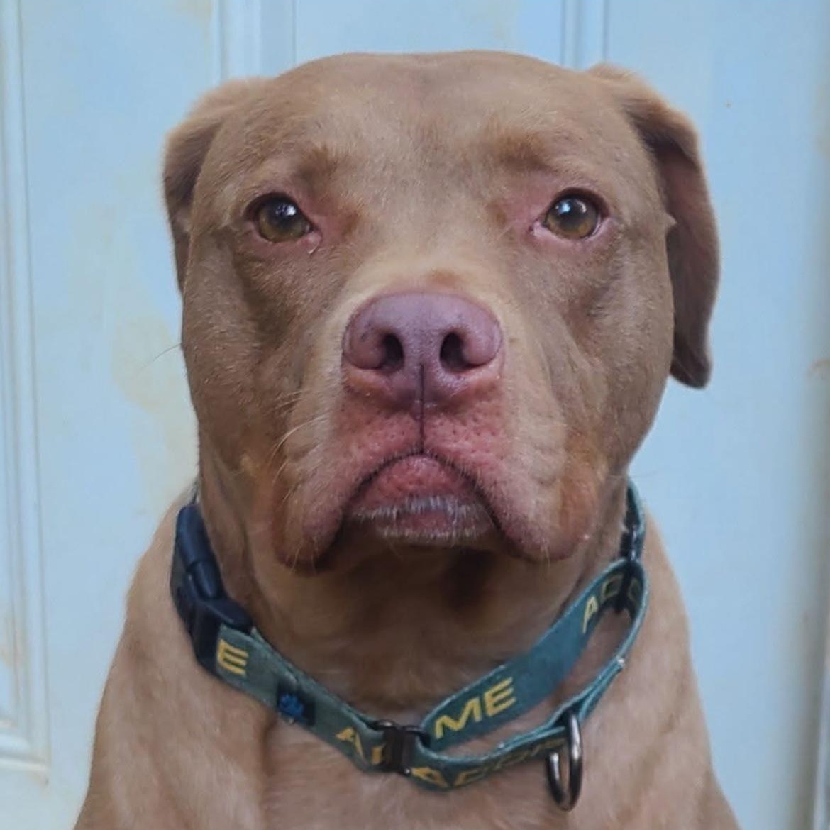 Enlarge Lincoln, a Adoptable mixed breed in Roanoke, AL image 5/6