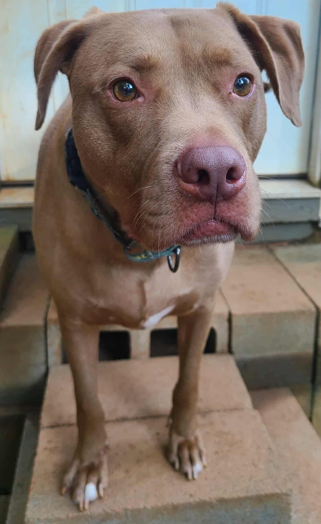 Lincoln, a Adoptable mixed breed in Roanoke, AL image 3/5