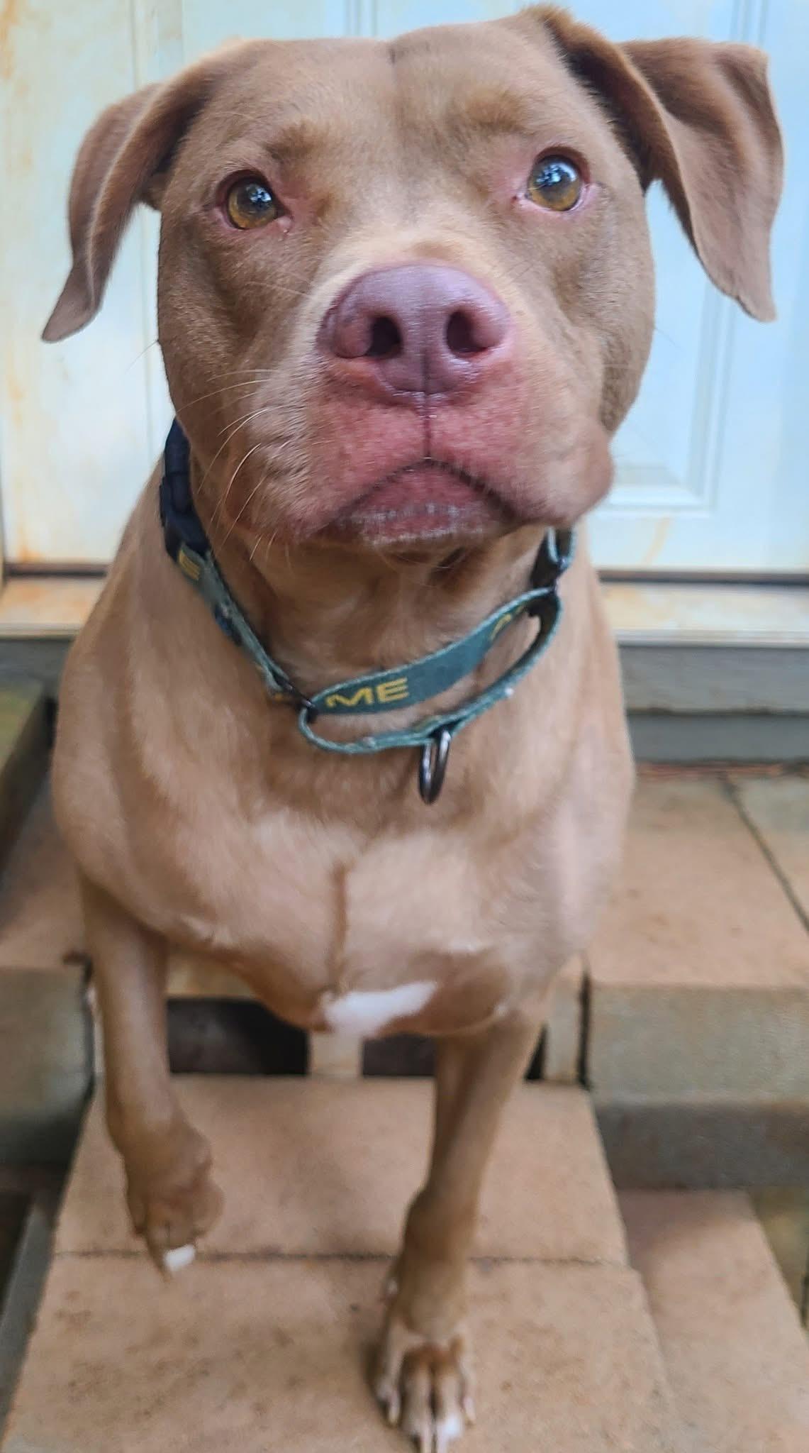 Lincoln, an adoptable Pit Bull Terrier, Vizsla in Roanoke, AL, 36274 | Photo Image 2