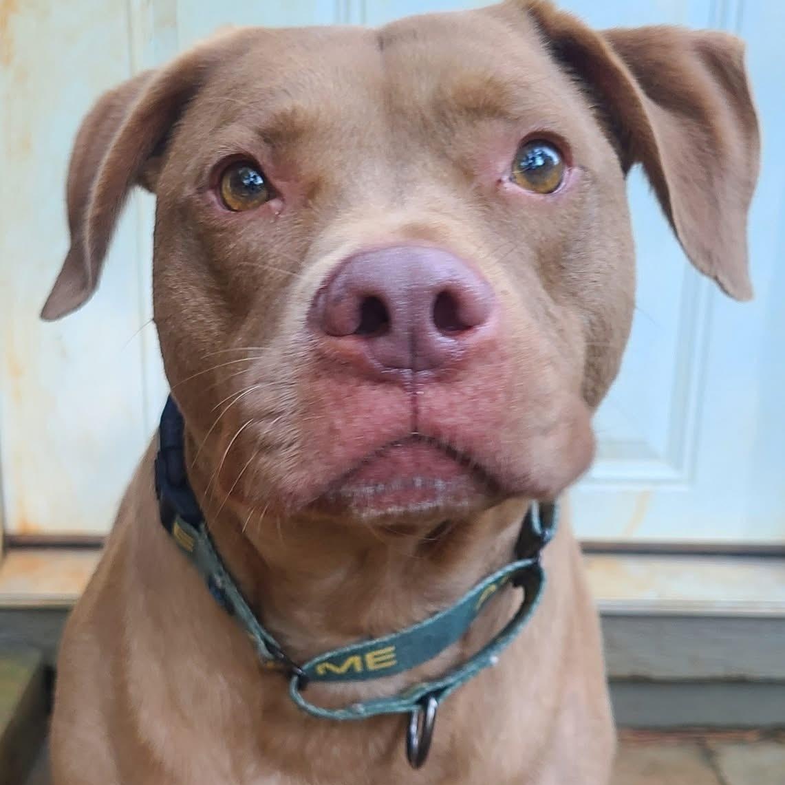 Enlarge Lincoln, a Adoptable mixed breed in Roanoke, AL image 6/6