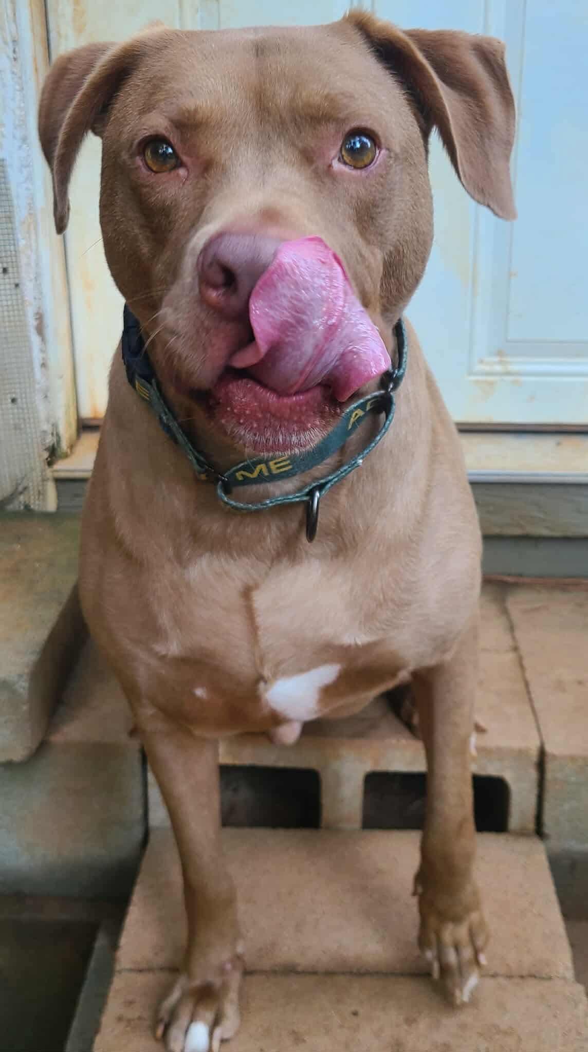 Lincoln, a Adoptable mixed breed in Roanoke, AL image 5/5