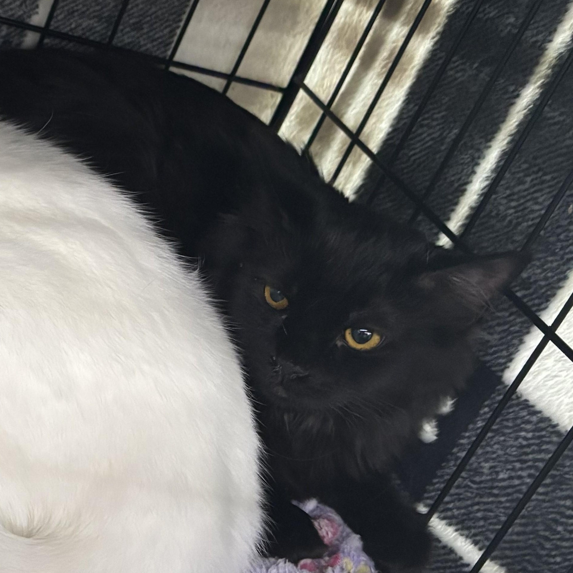 Enlarge Squiddy, a Adoptable Domestic Short Hair in Allison Park, PA image 1/1