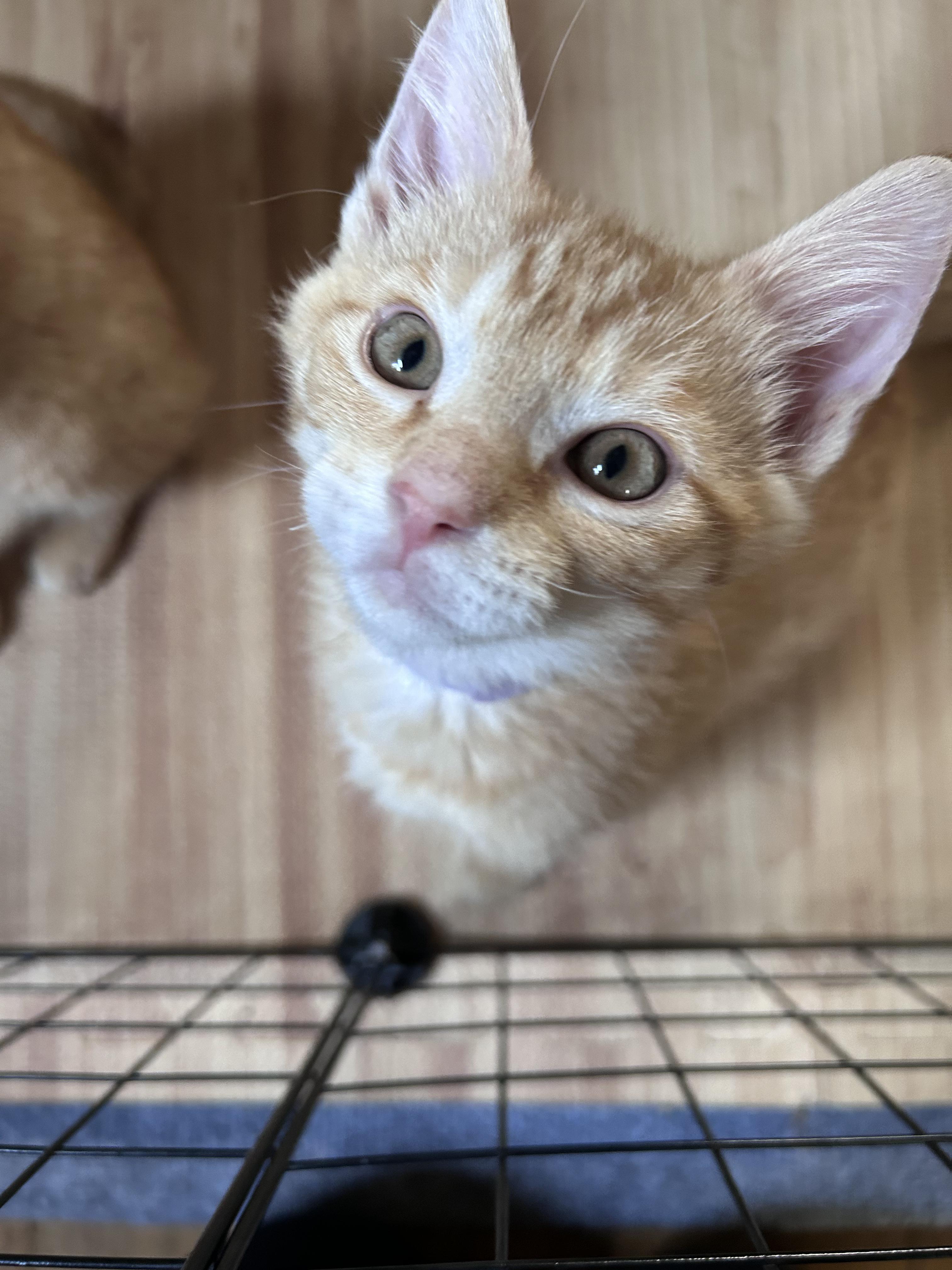 Nacho, a Adoptable American Shorthair in Cleveland, OH image 3/6