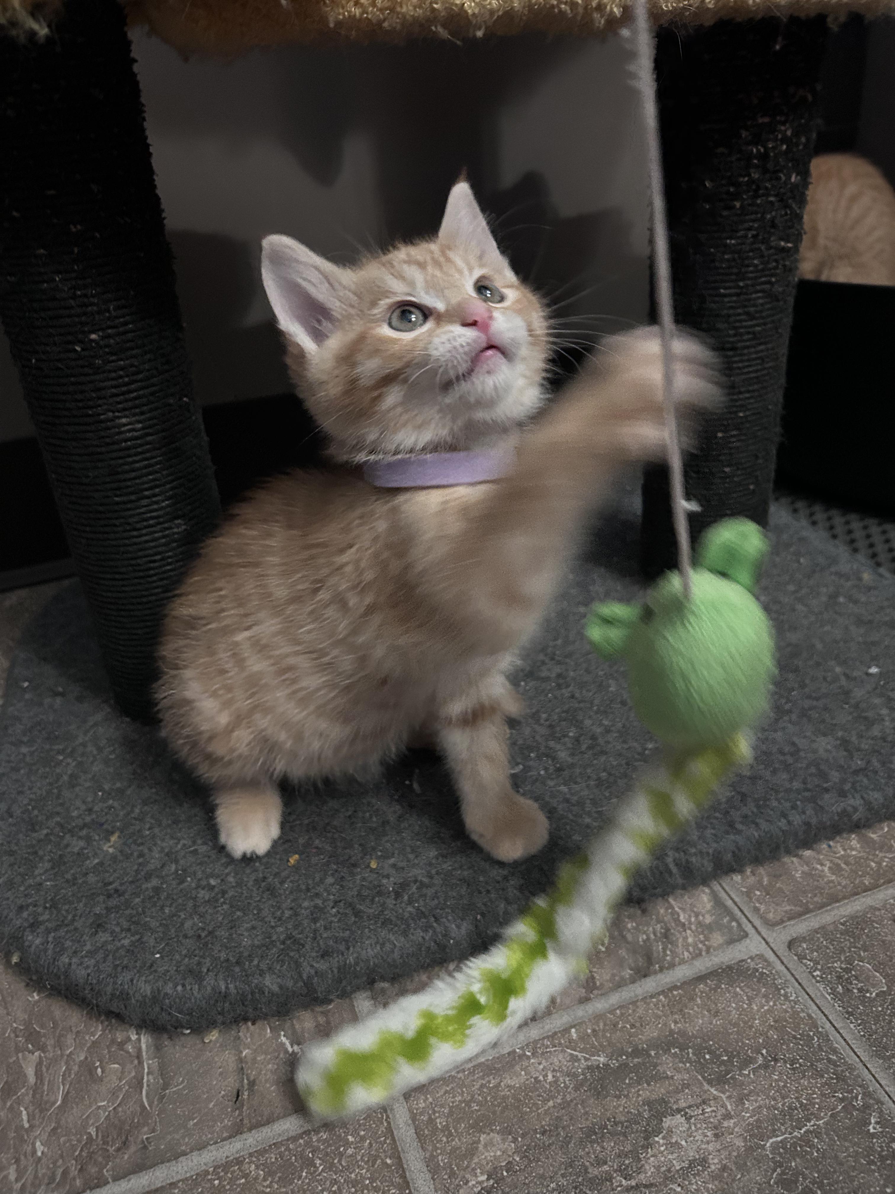 Nacho, a Adoptable American Shorthair in Cleveland, OH image 5/6