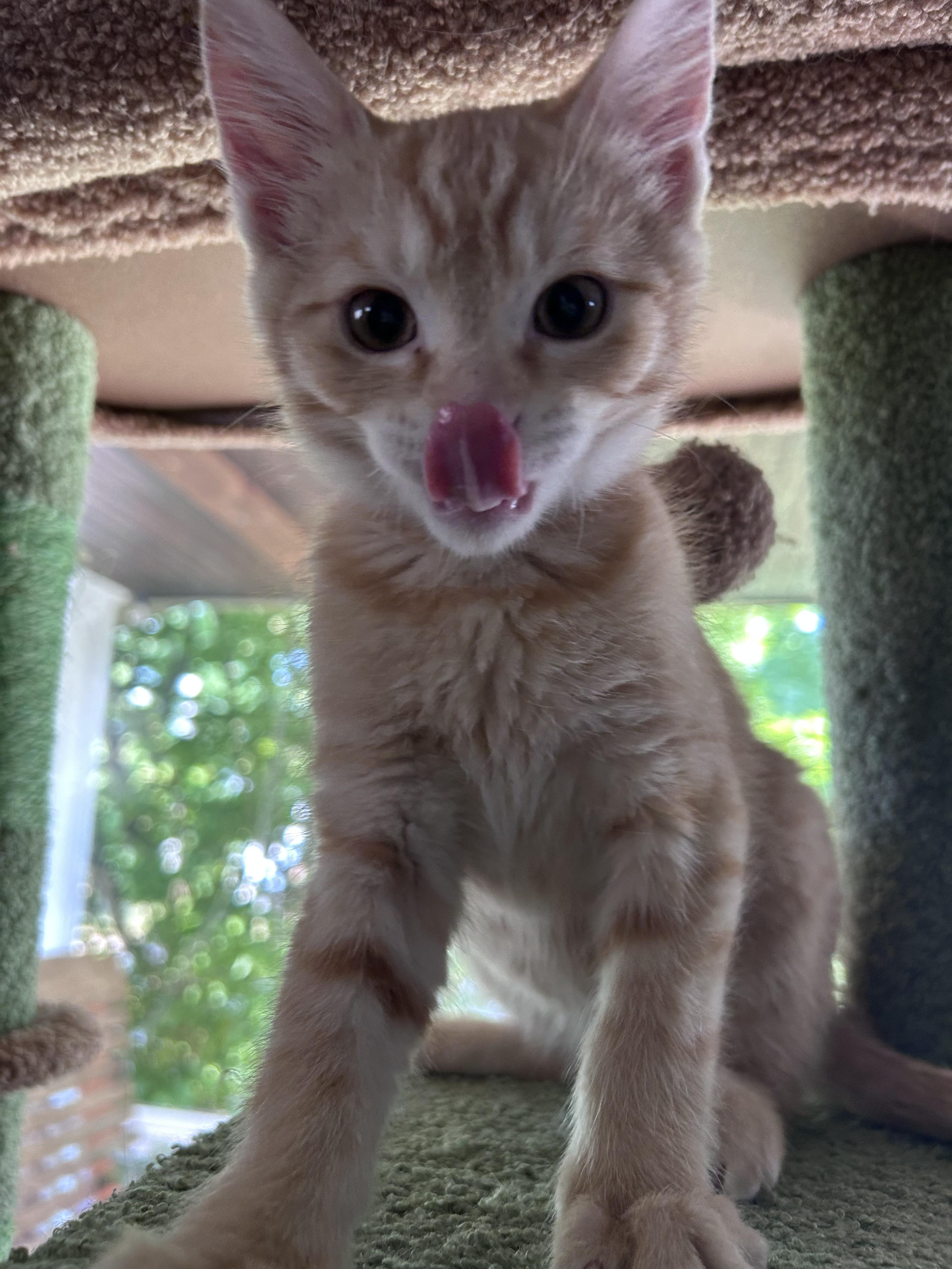 Nacho, a Adoptable American Shorthair in Cleveland, OH image 1/6