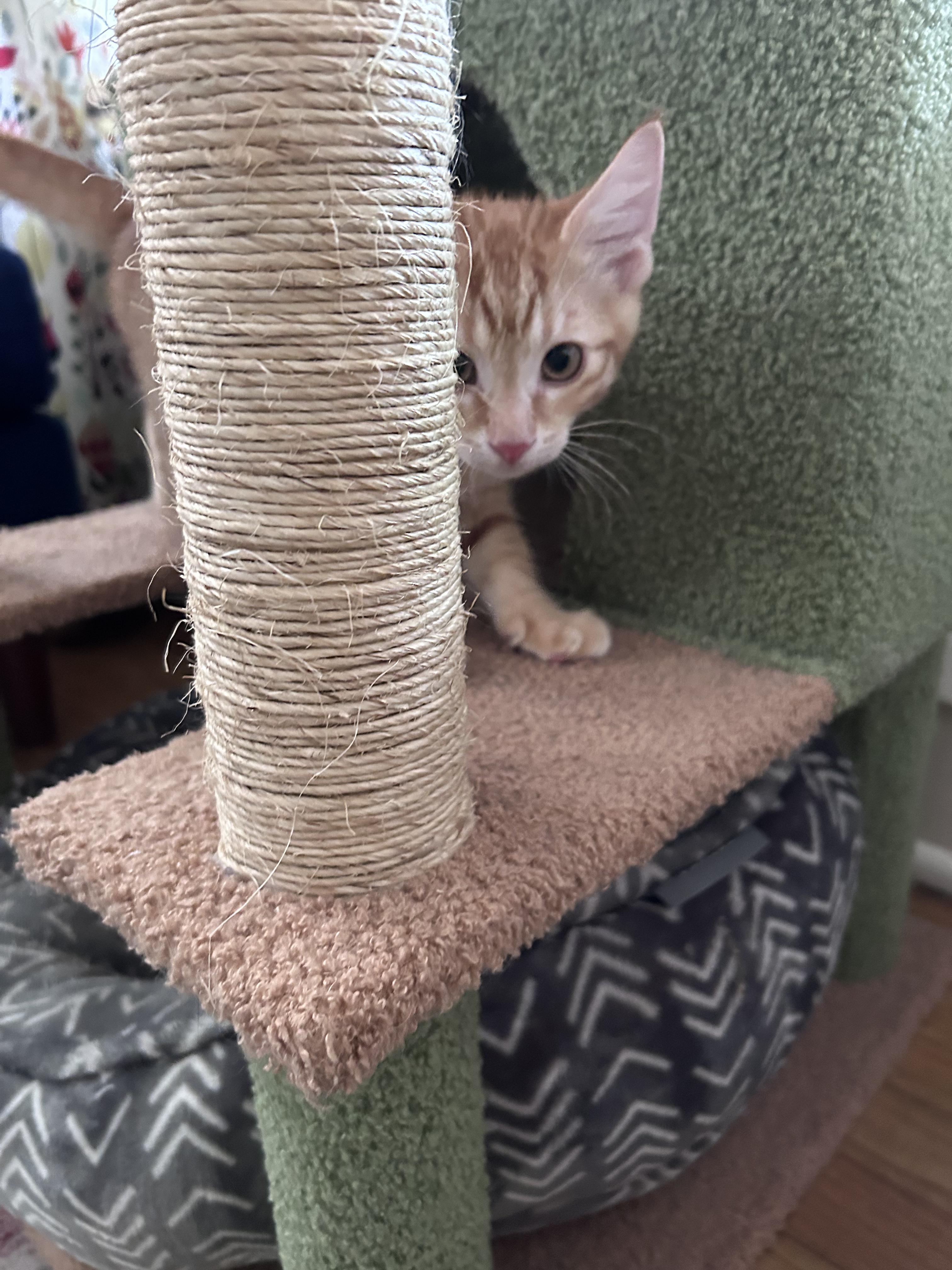 Nacho, a Adoptable American Shorthair in Cleveland, OH image 4/6