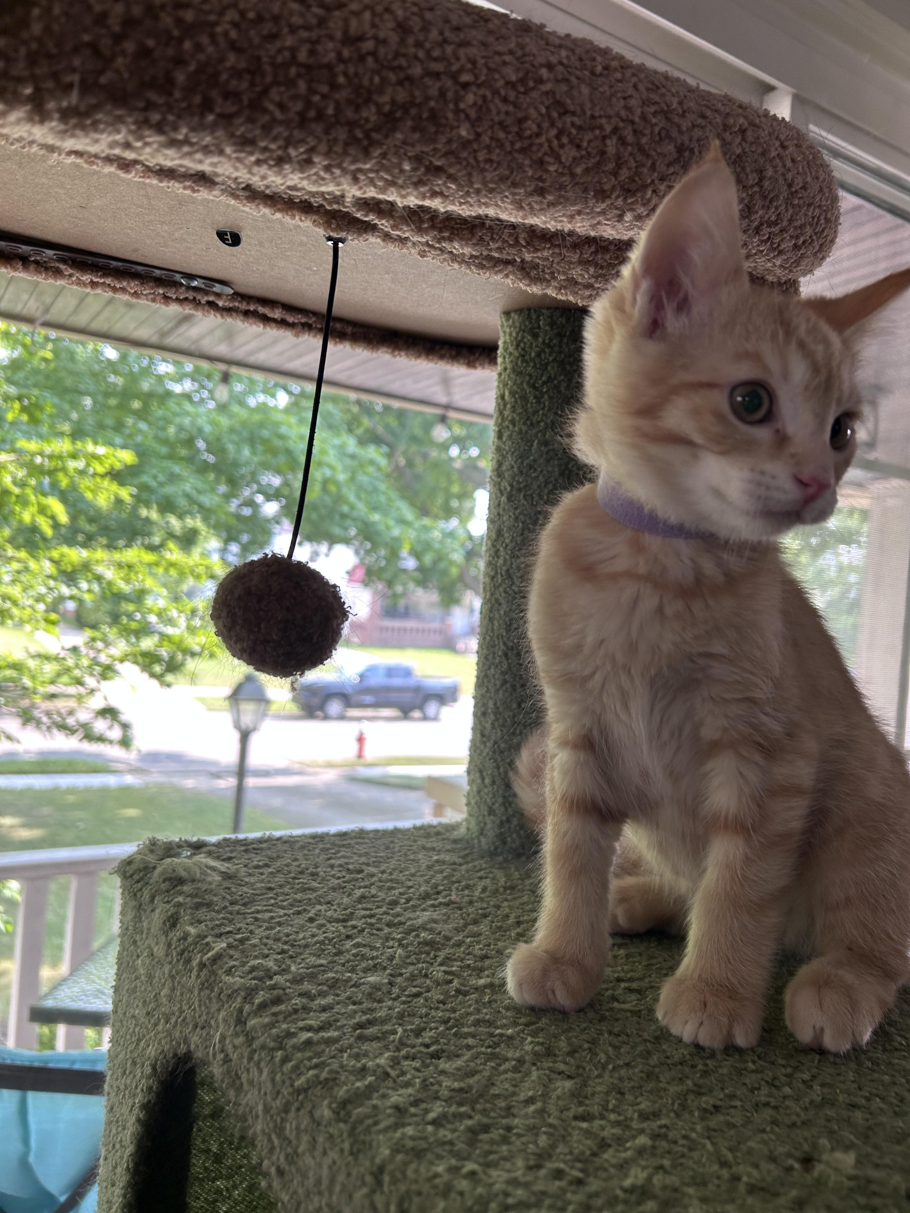 Nacho, a Adoptable American Shorthair in Cleveland, OH image 2/6