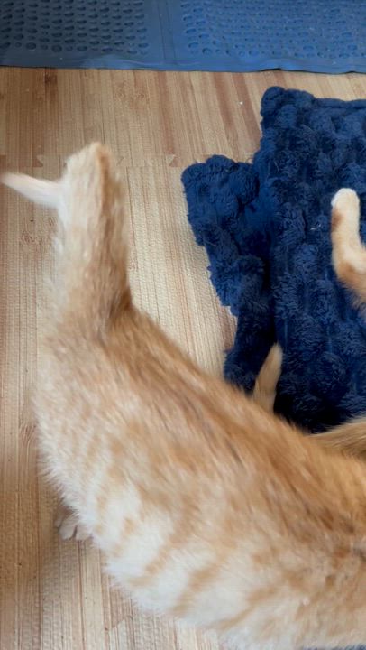 Enlarge Nacho, a Adoptable American Shorthair in Cleveland, OH video 6/6