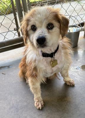 Kobe, adopted, Senior Male Spaniel.