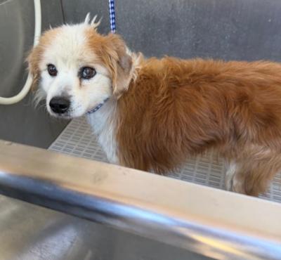 Enlarge Kobe, an adopted mixed breed in Santa Paula, CA image 4/4