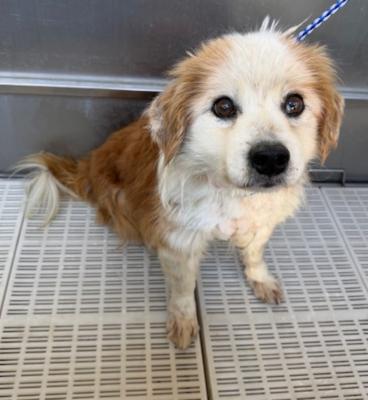 Enlarge Kobe, an adopted mixed breed in Santa Paula, CA image 3/4