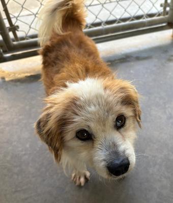 Enlarge Kobe, an adopted mixed breed in Santa Paula, CA image 2/4