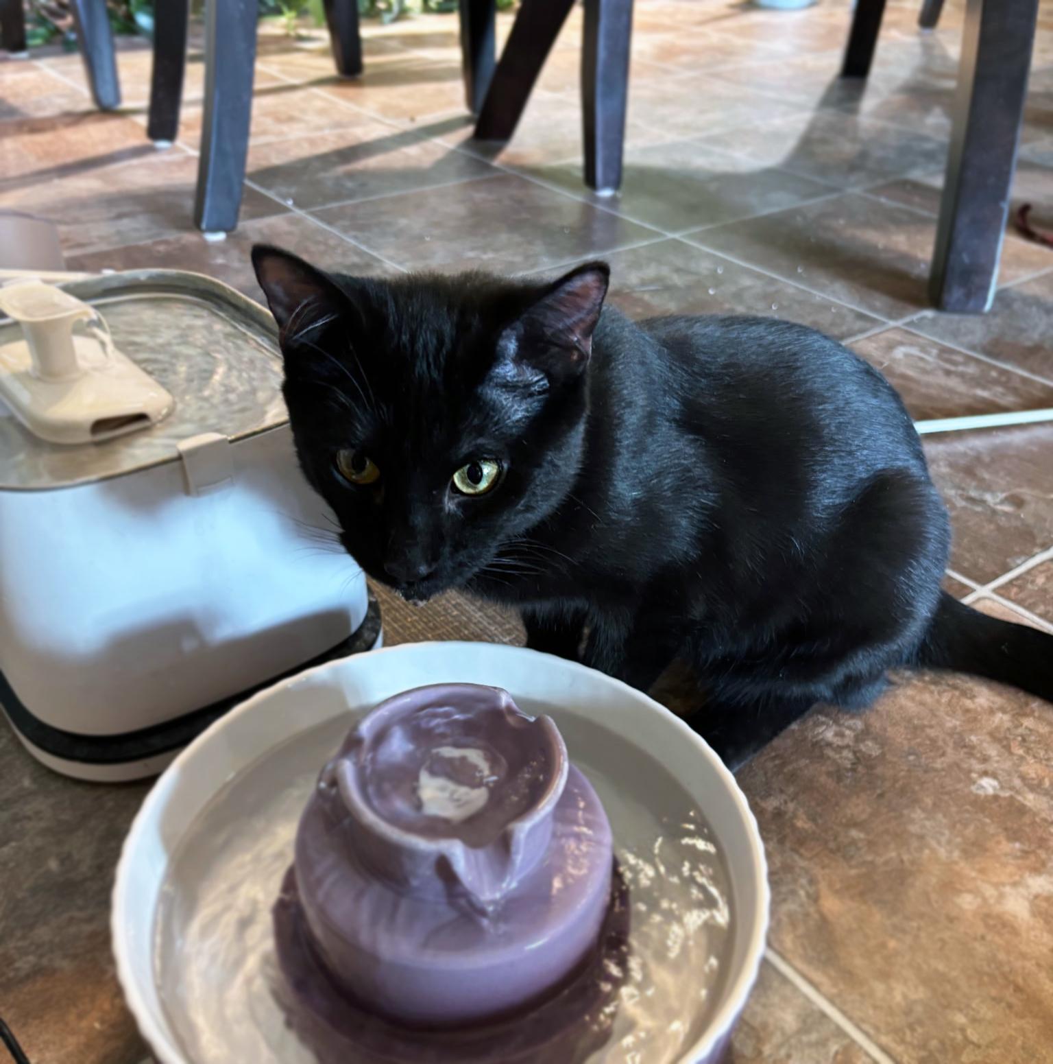 Ben, a ADOPTABLE Domestic Short Hair in Centerville, UT image 5/5