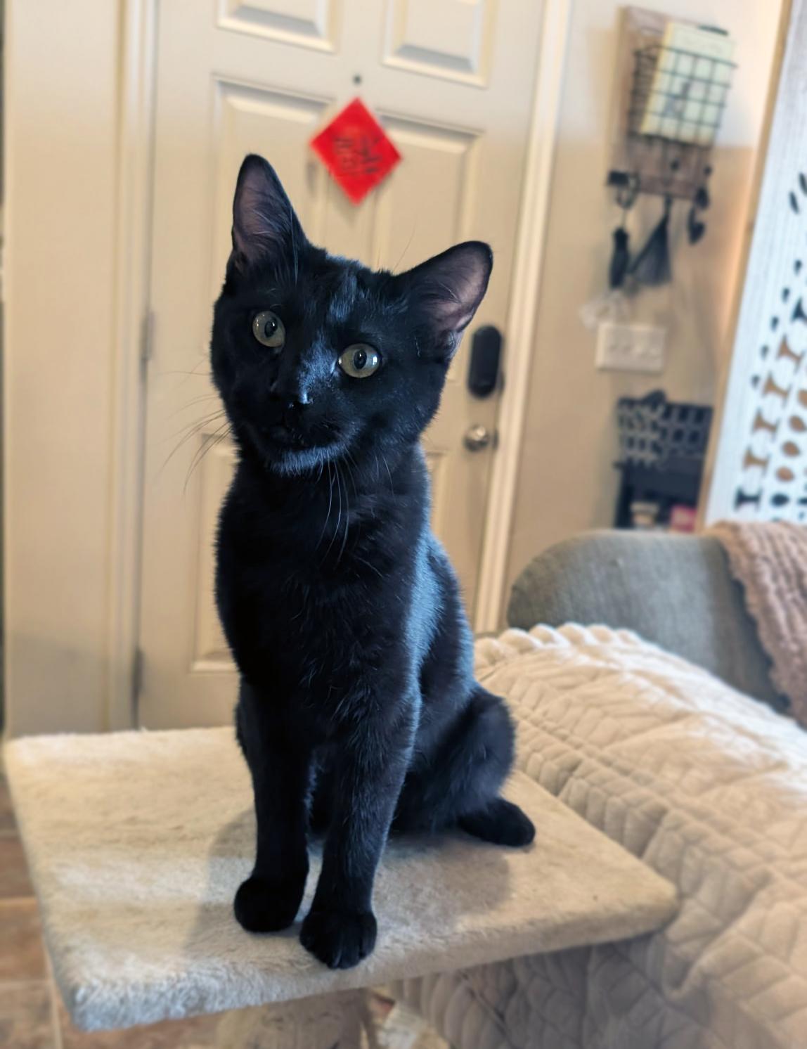 Ben, a ADOPTABLE Domestic Short Hair in Centerville, UT image 4/5