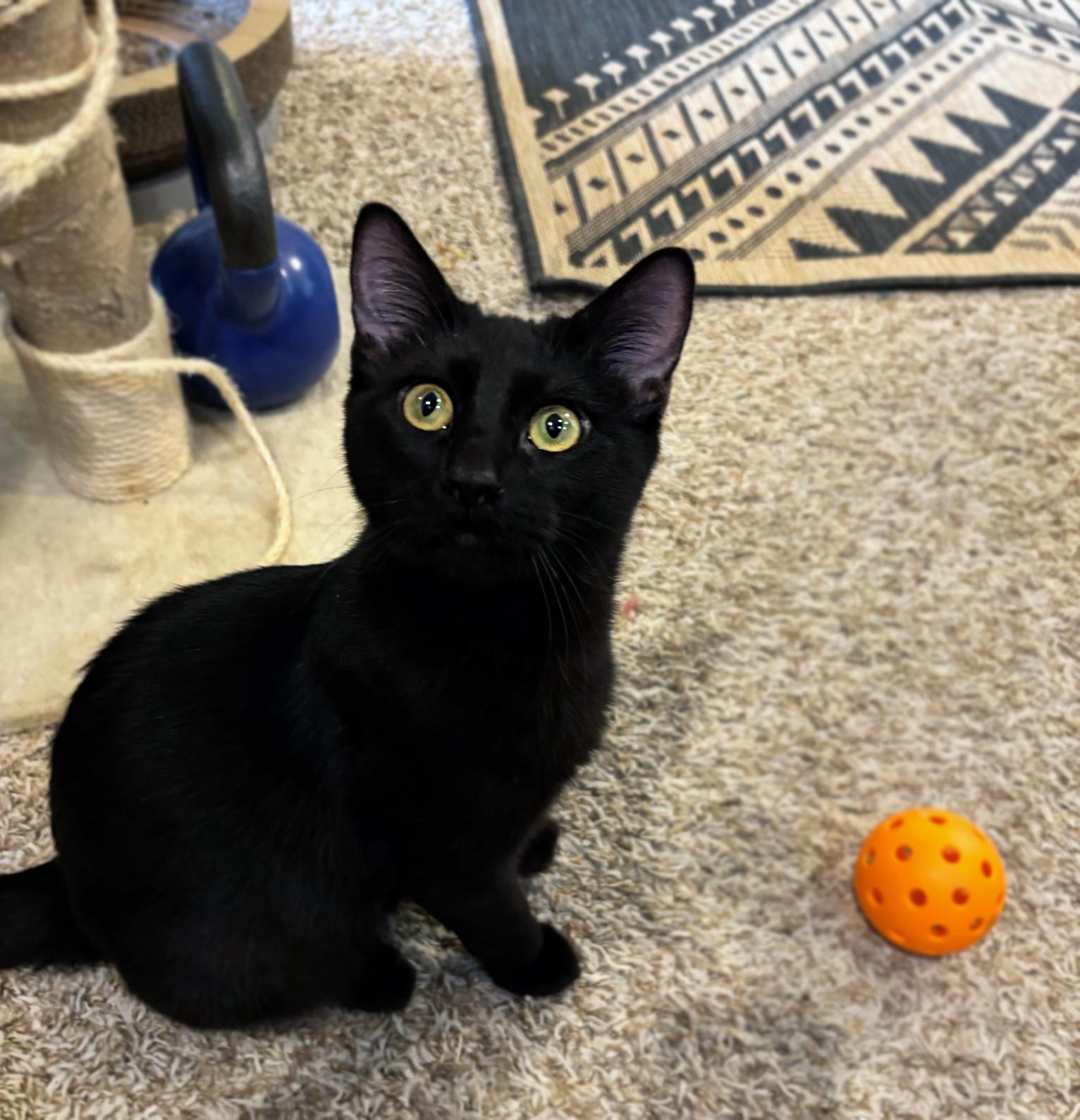 Ben, a ADOPTABLE Domestic Short Hair in Centerville, UT image 2/5