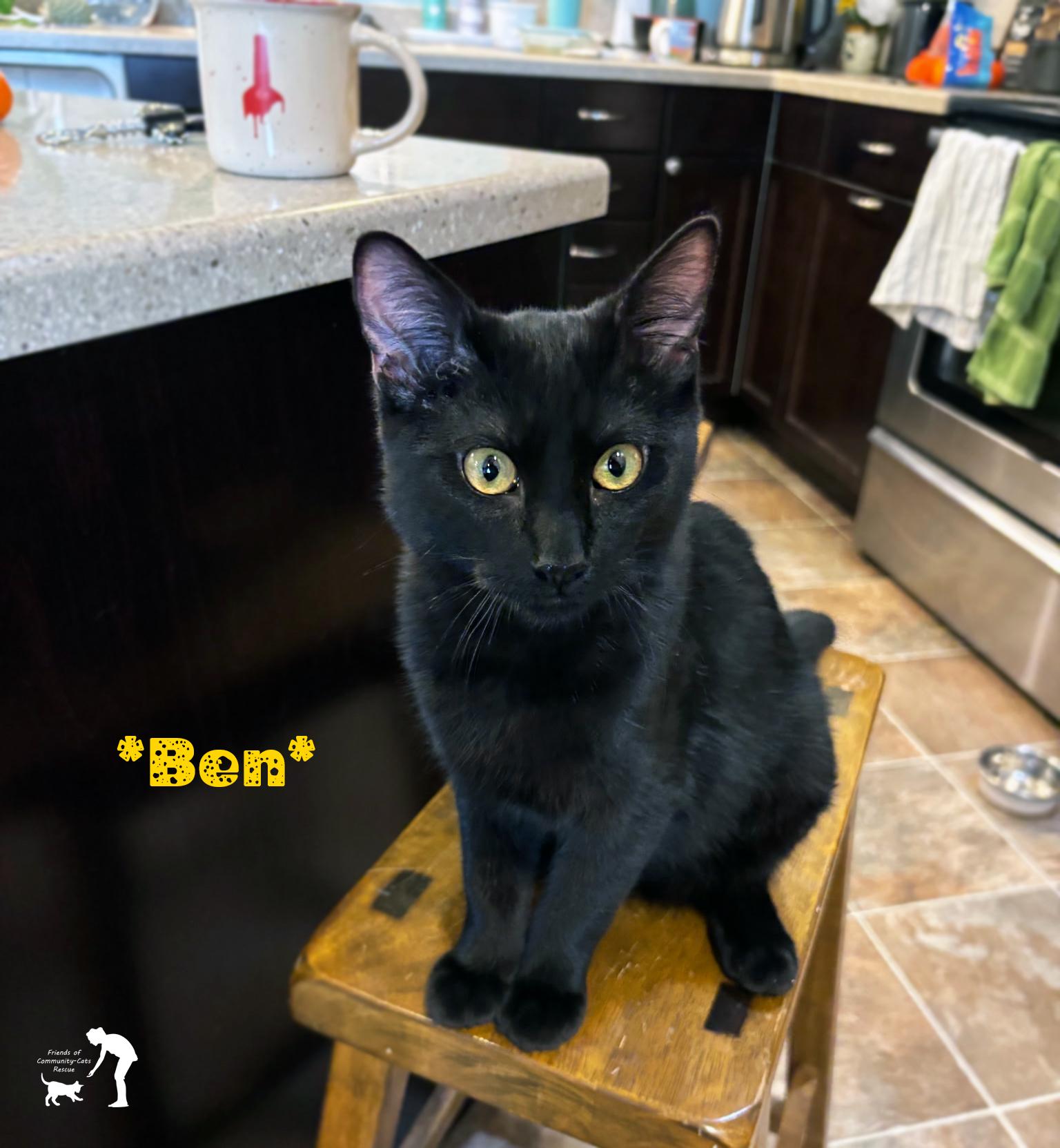 Ben, a ADOPTABLE Domestic Short Hair in Centerville, UT image 1/5