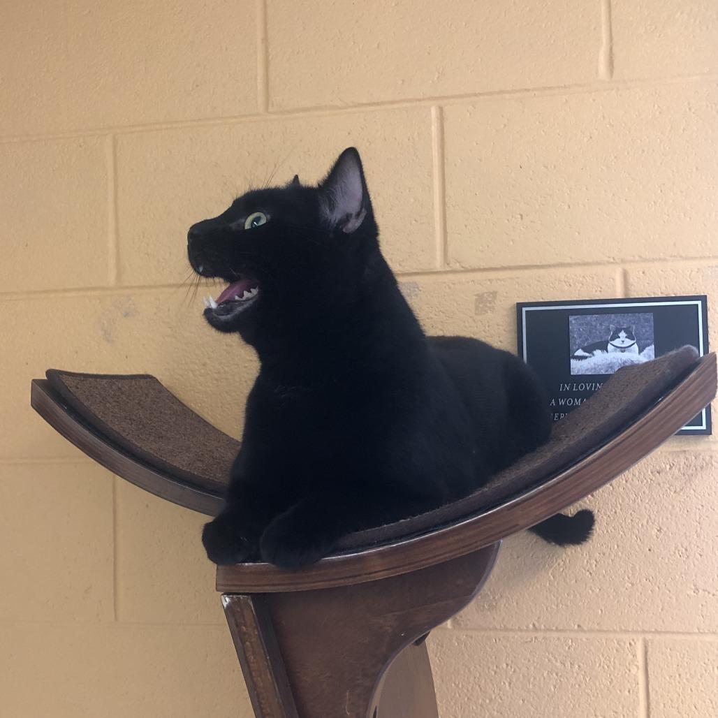 Bill Nye, Adoptable, Young Male Domestic Short Hair.