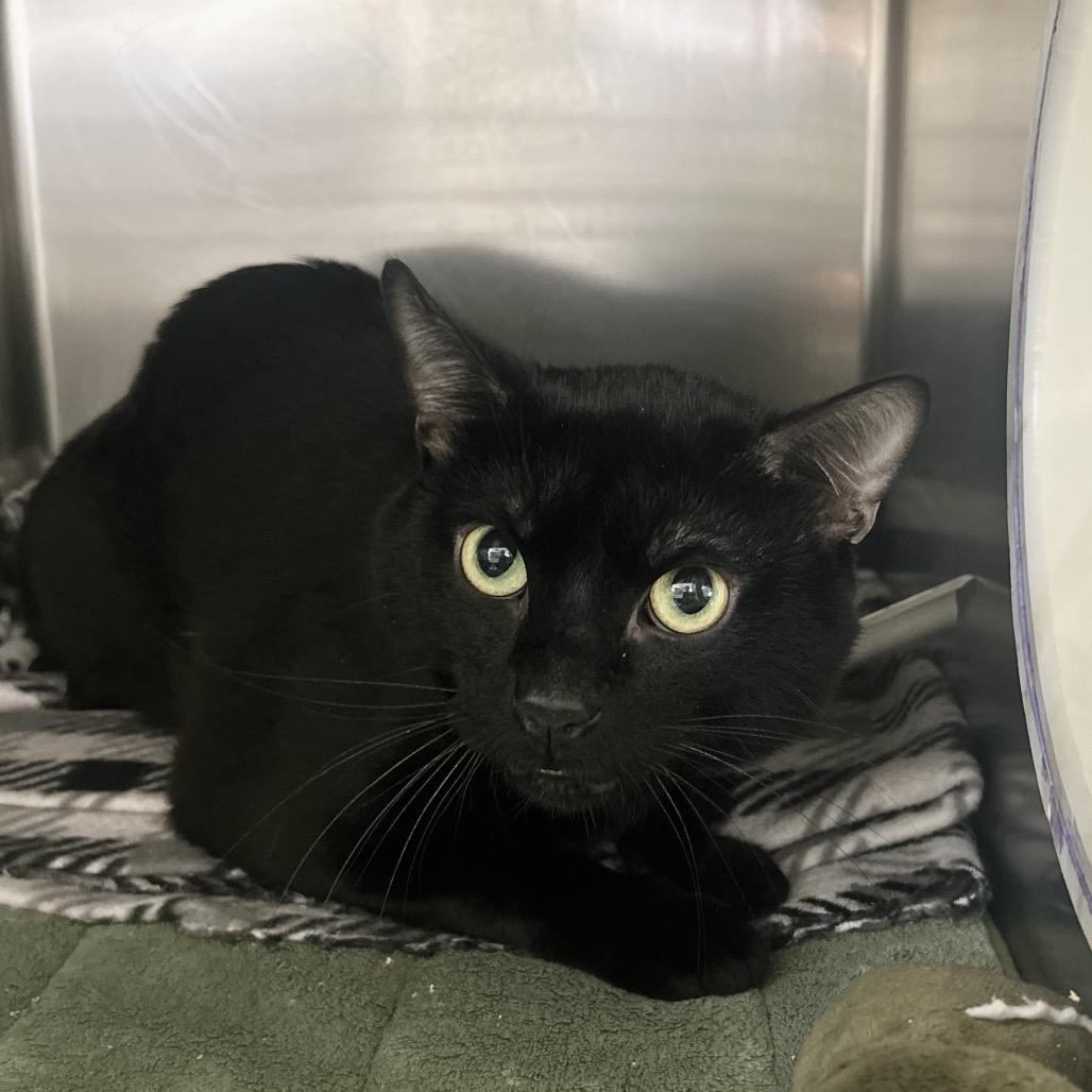 Enlarge Bill Nye, a Adoptable Domestic Short Hair in Charlottesville, VA image 1/4