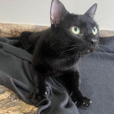 Bill Nye, Adoptable, Young Male Domestic Short Hair.