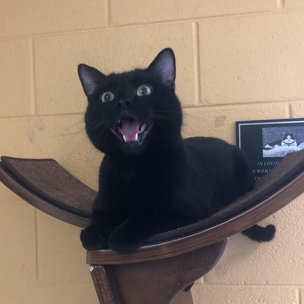 Enlarge Bill Nye, a Adoptable Domestic Short Hair in Charlottesville, VA image 3/6