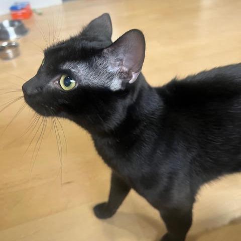 Enlarge Bill Nye, a Adoptable Domestic Short Hair in Charlottesville, VA image 3/4