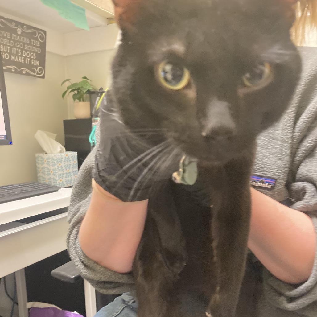 Enlarge Bill Nye, a Adoptable Domestic Short Hair in Charlottesville, VA image 4/4