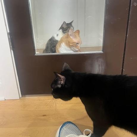 Bill Nye, a Adoptable Domestic Short Hair in Charlottesville, VA image 4/4