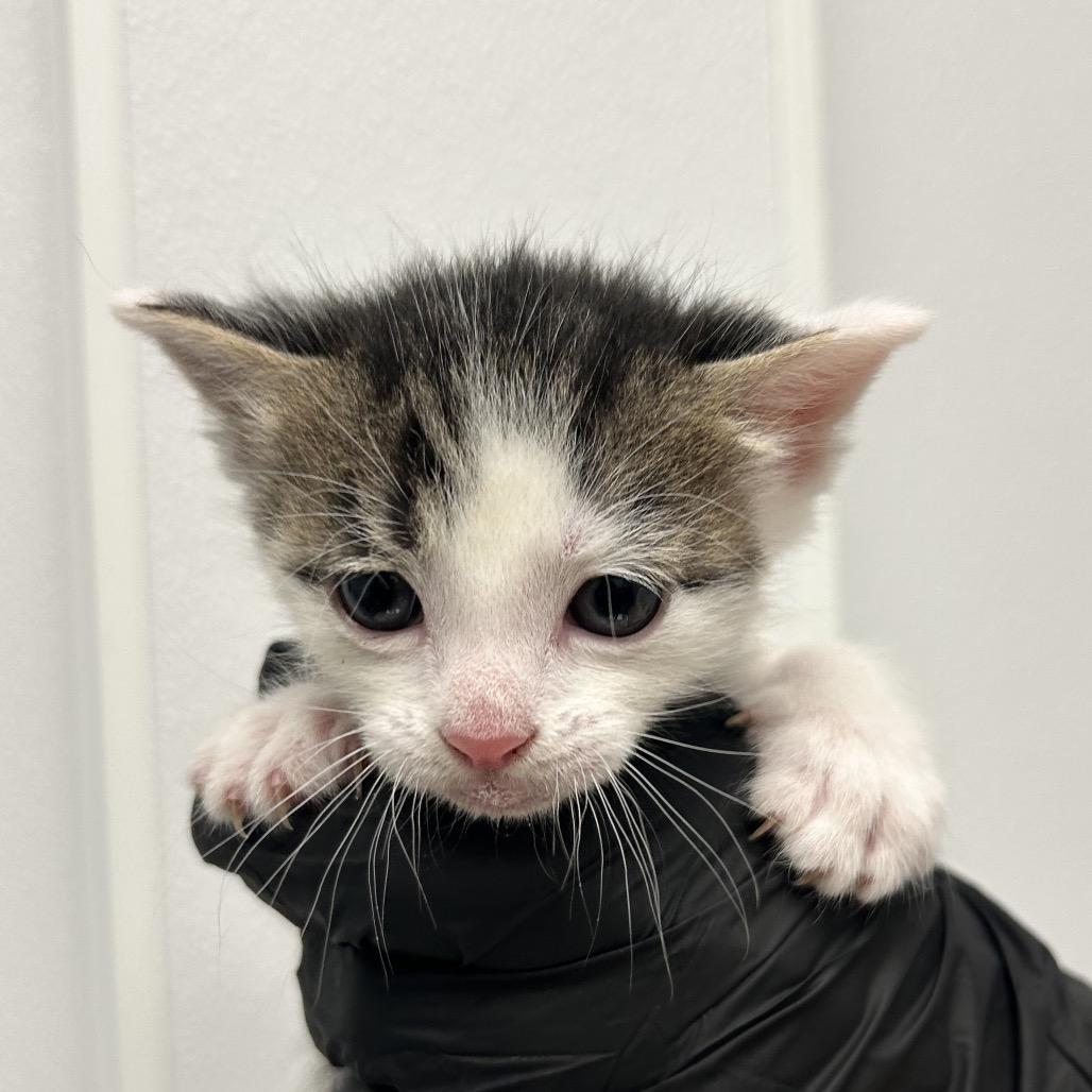 Cheese, Adoptable, Kitten Male Domestic Short Hair.