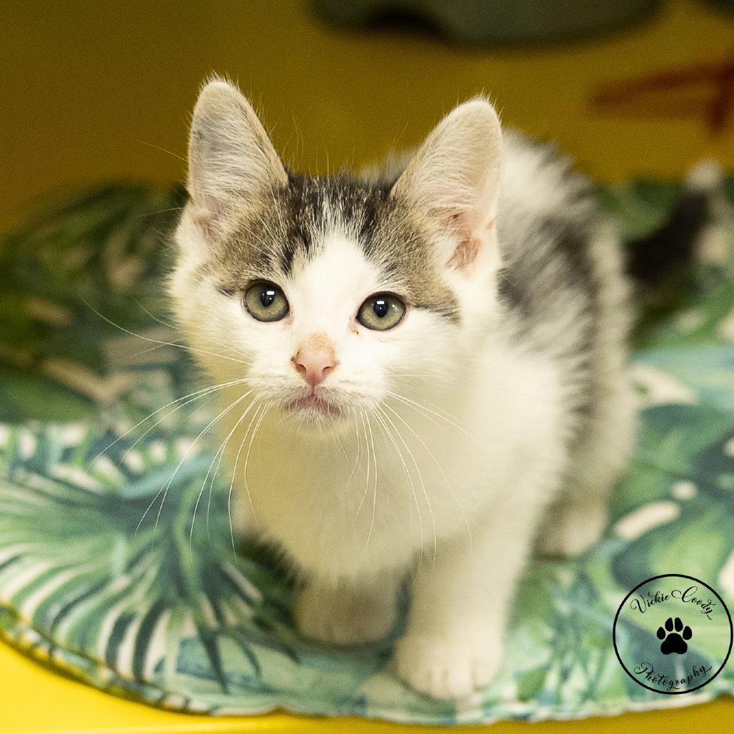 Enlarge Cheese, a Adoptable Domestic Short Hair in Abilene, TX image 2/6