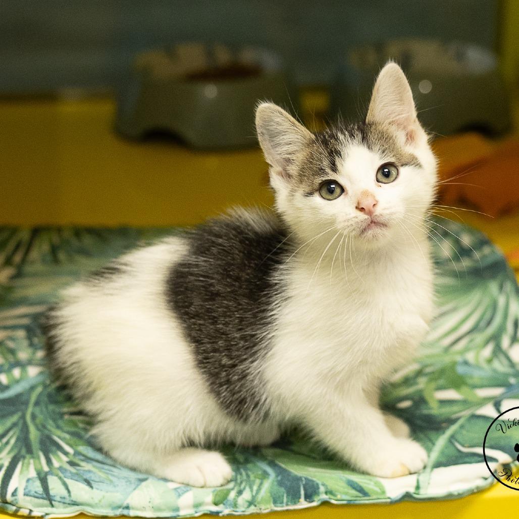 Enlarge Cheese, a Adoptable Domestic Short Hair in Abilene, TX image 3/6