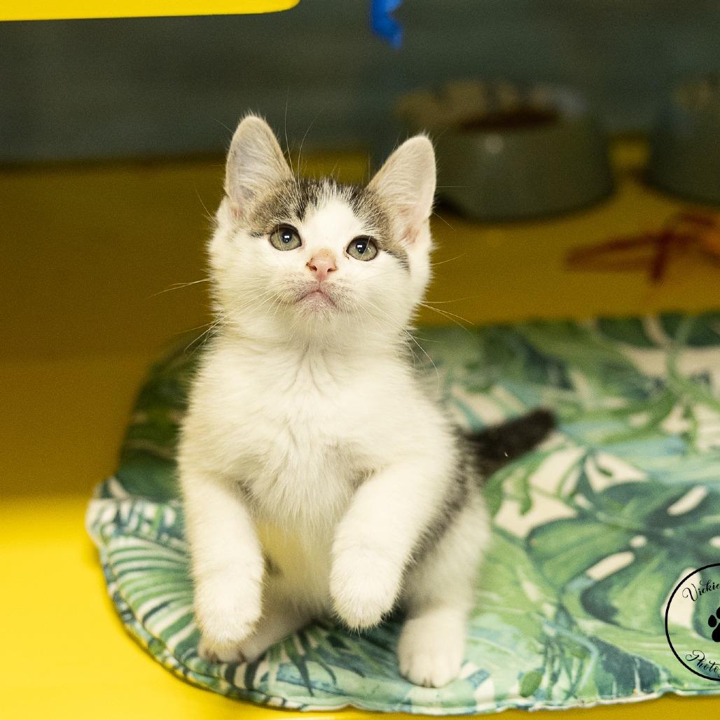 Enlarge Cheese, a Adoptable Domestic Short Hair in Abilene, TX image 4/6
