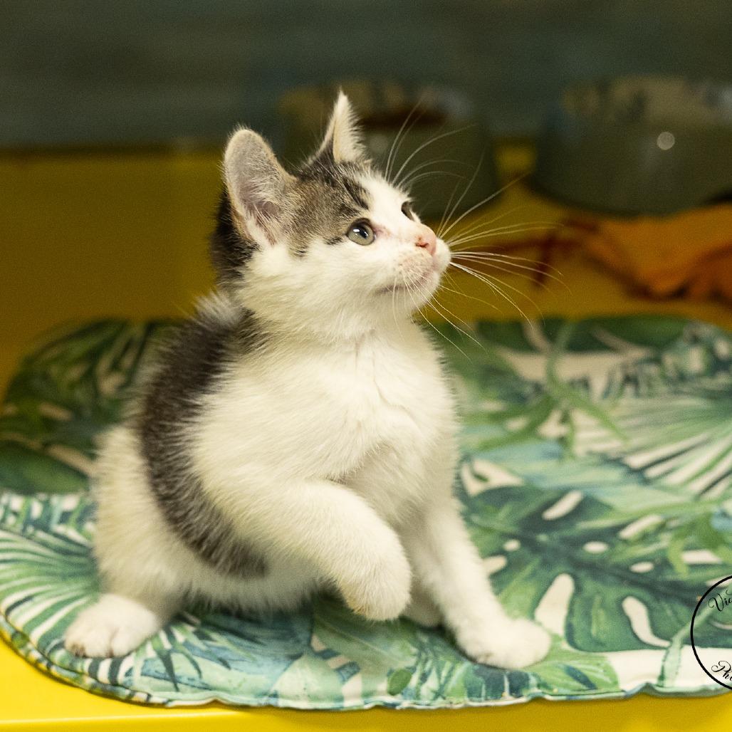Enlarge Cheese, a Adoptable Domestic Short Hair in Abilene, TX image 5/6