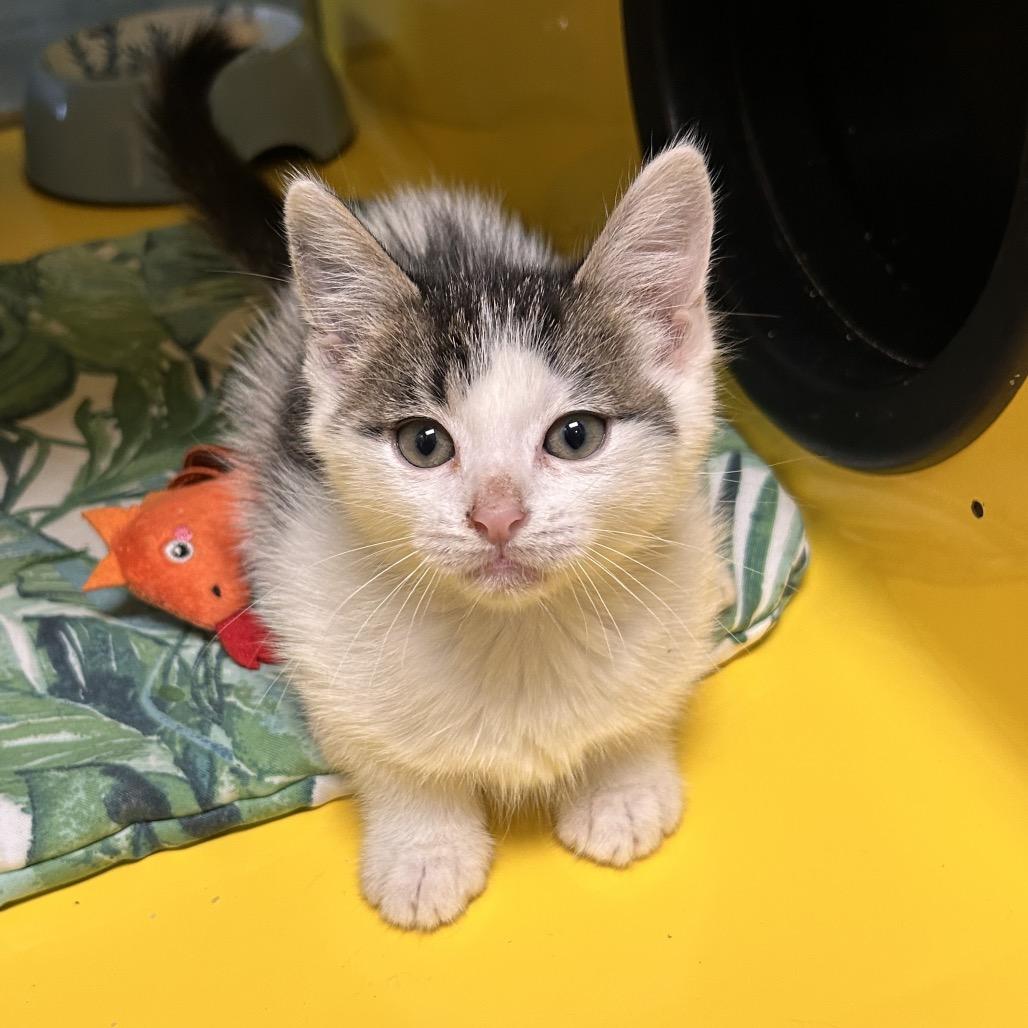Enlarge Cheese, a Adoptable Domestic Short Hair in Abilene, TX image 6/6